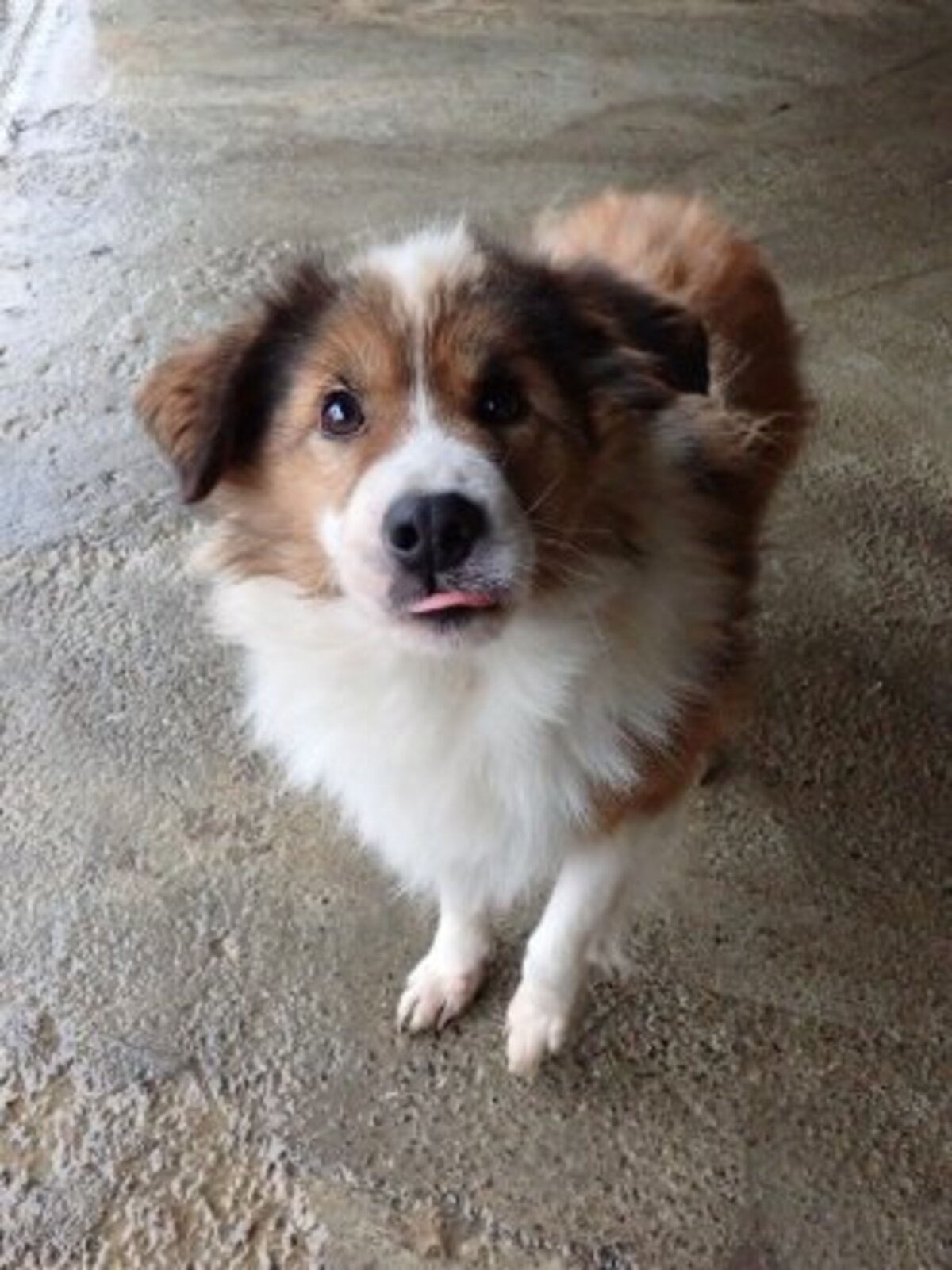 Adoption Anhour