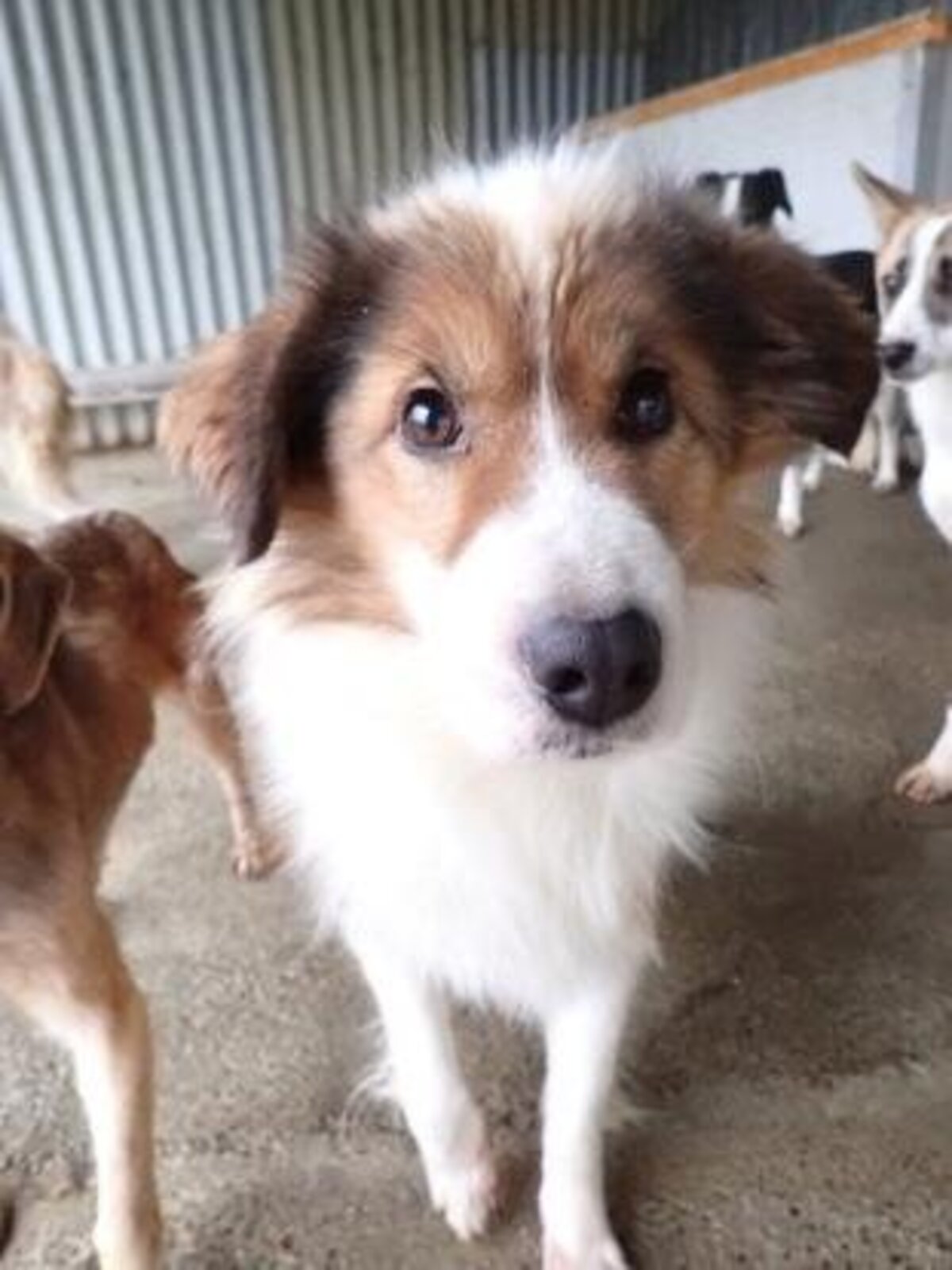 Adoption Anhour