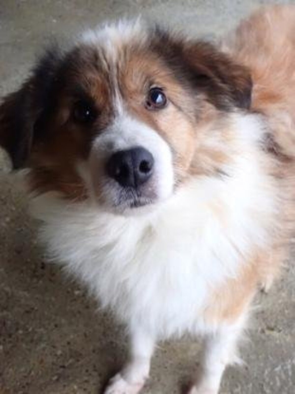 Adoption Anhour
