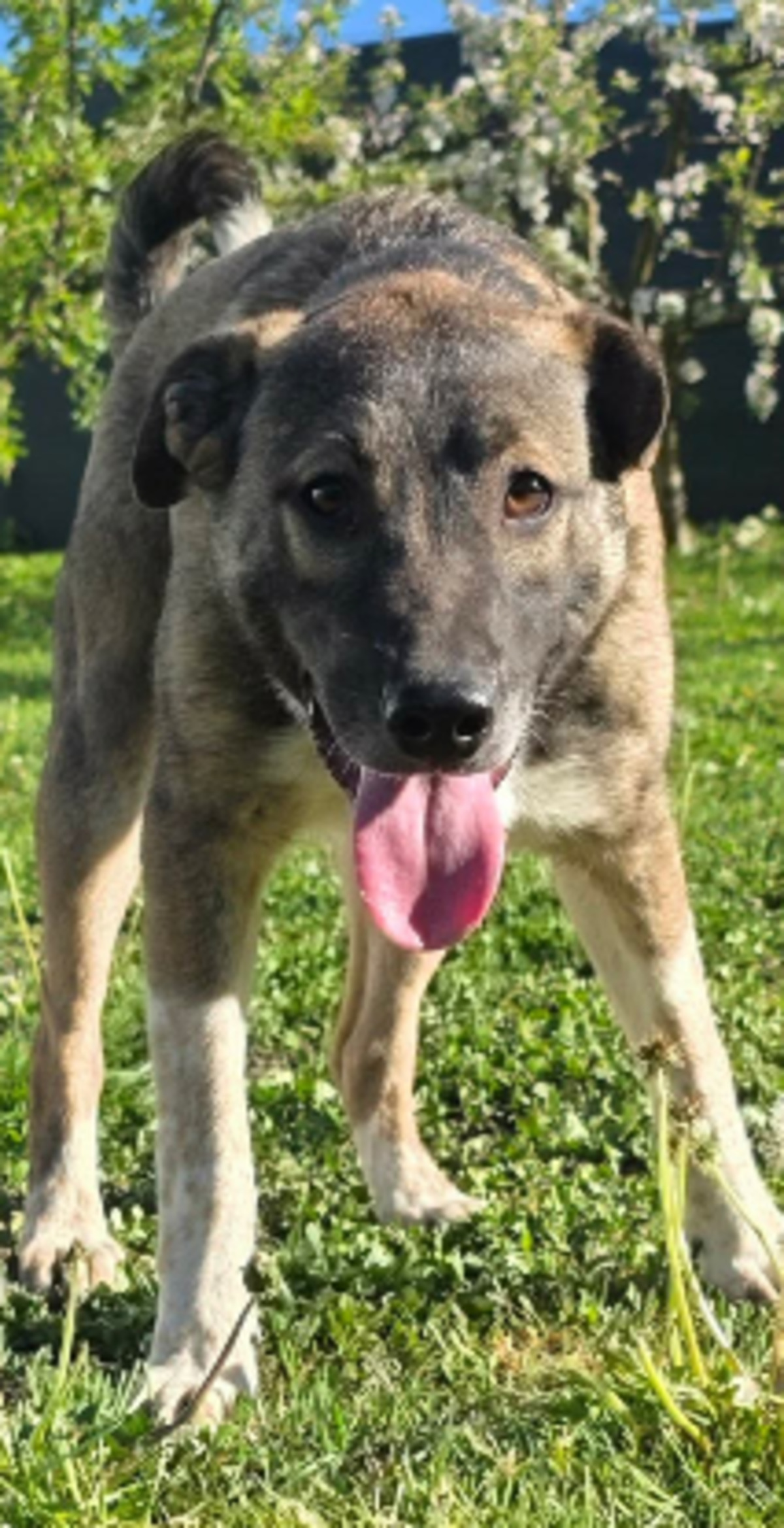 Adoption Anne
