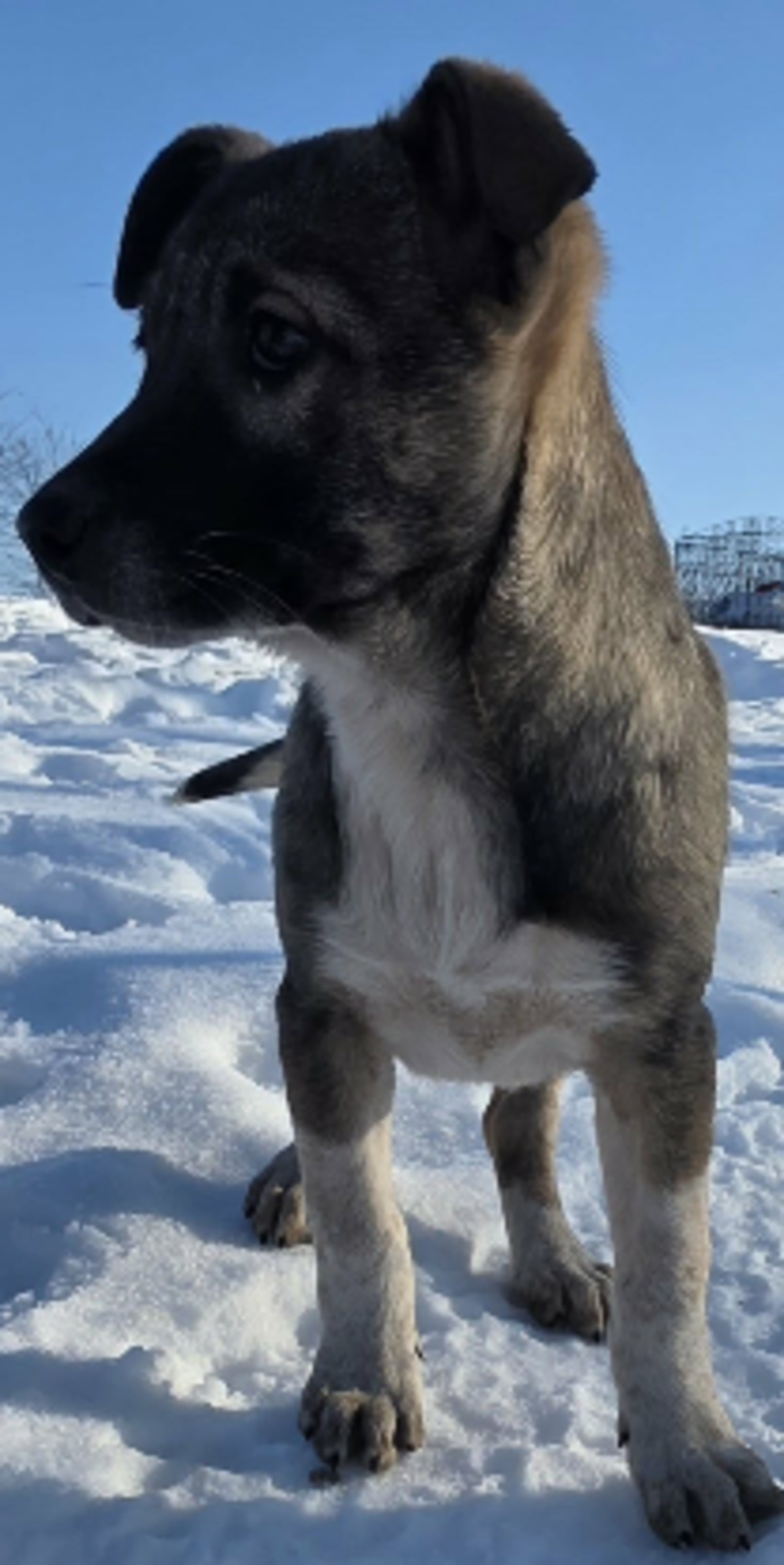 Adoption Anne