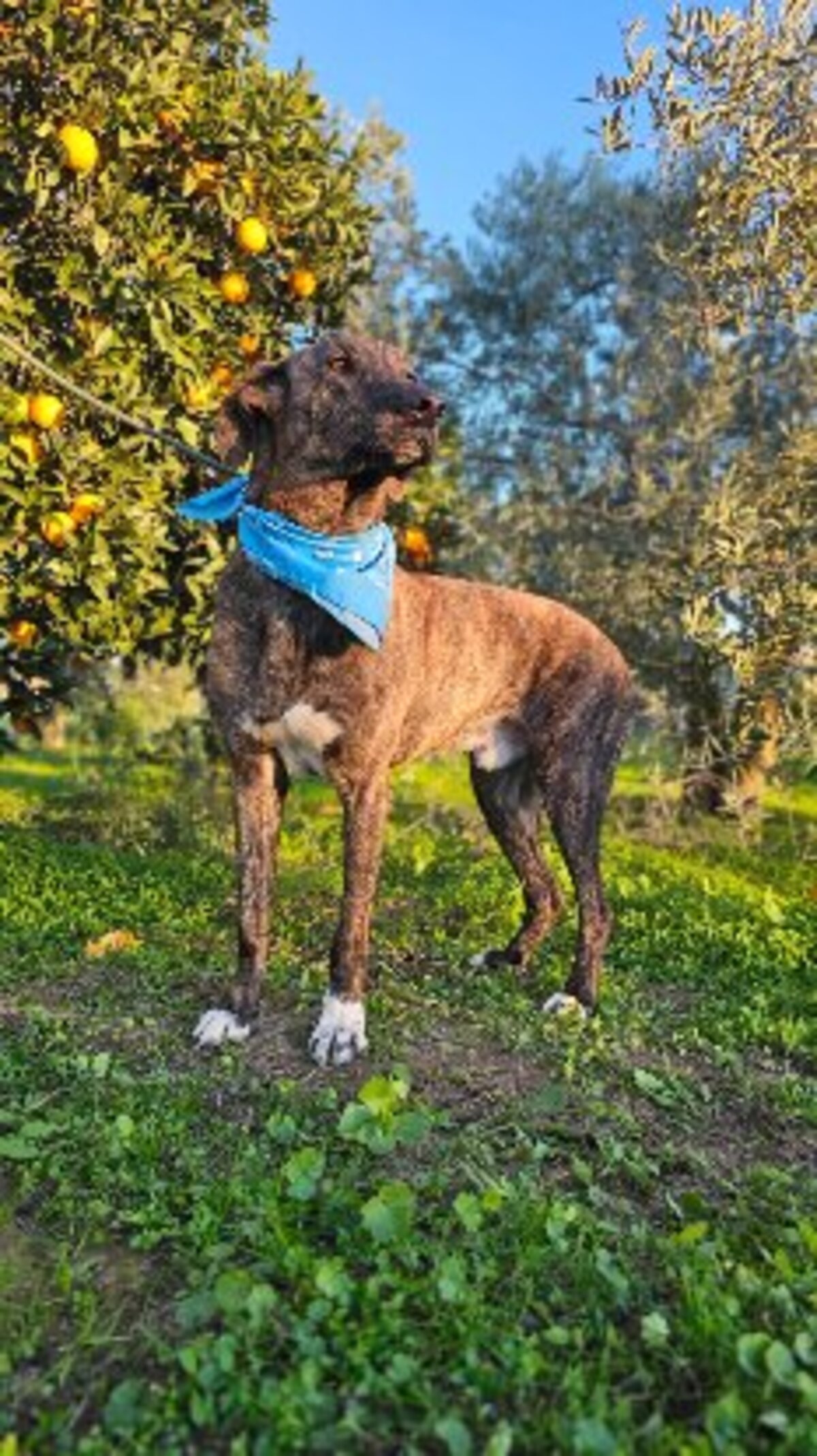 Adoption Anubis