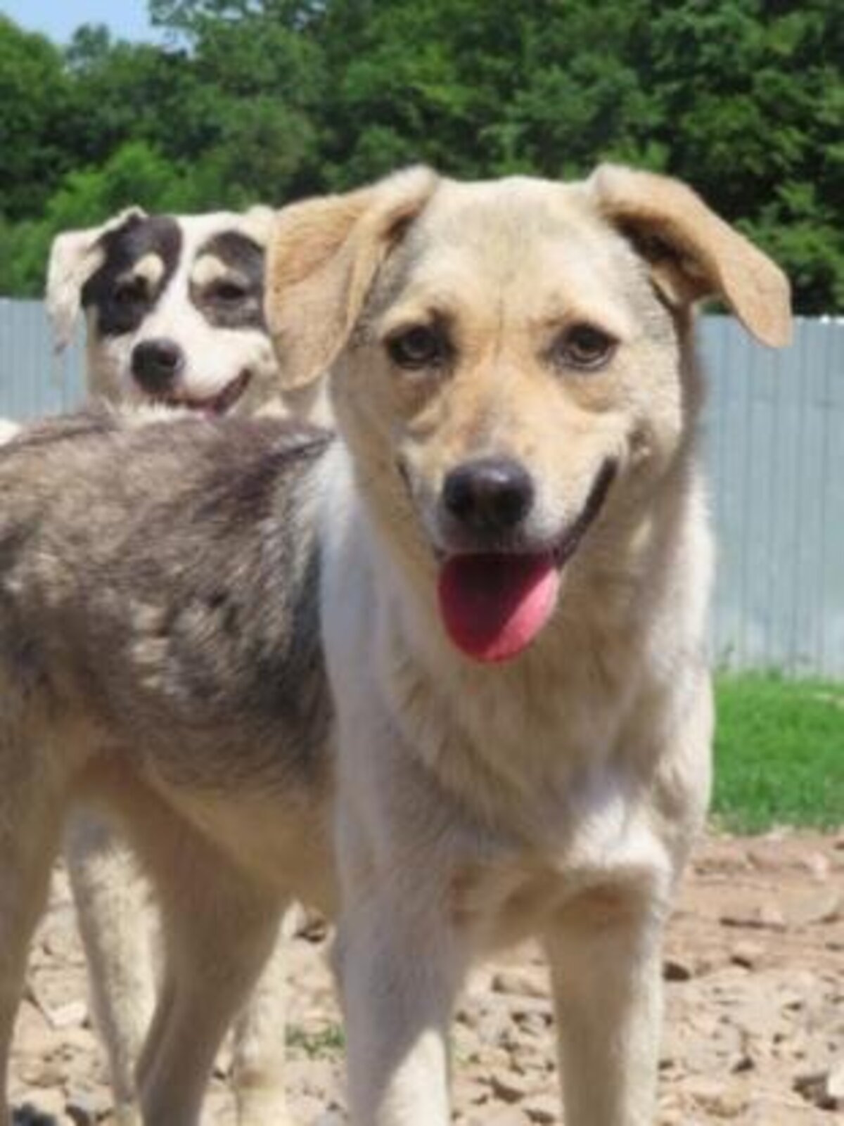 Adoption Apaloosa