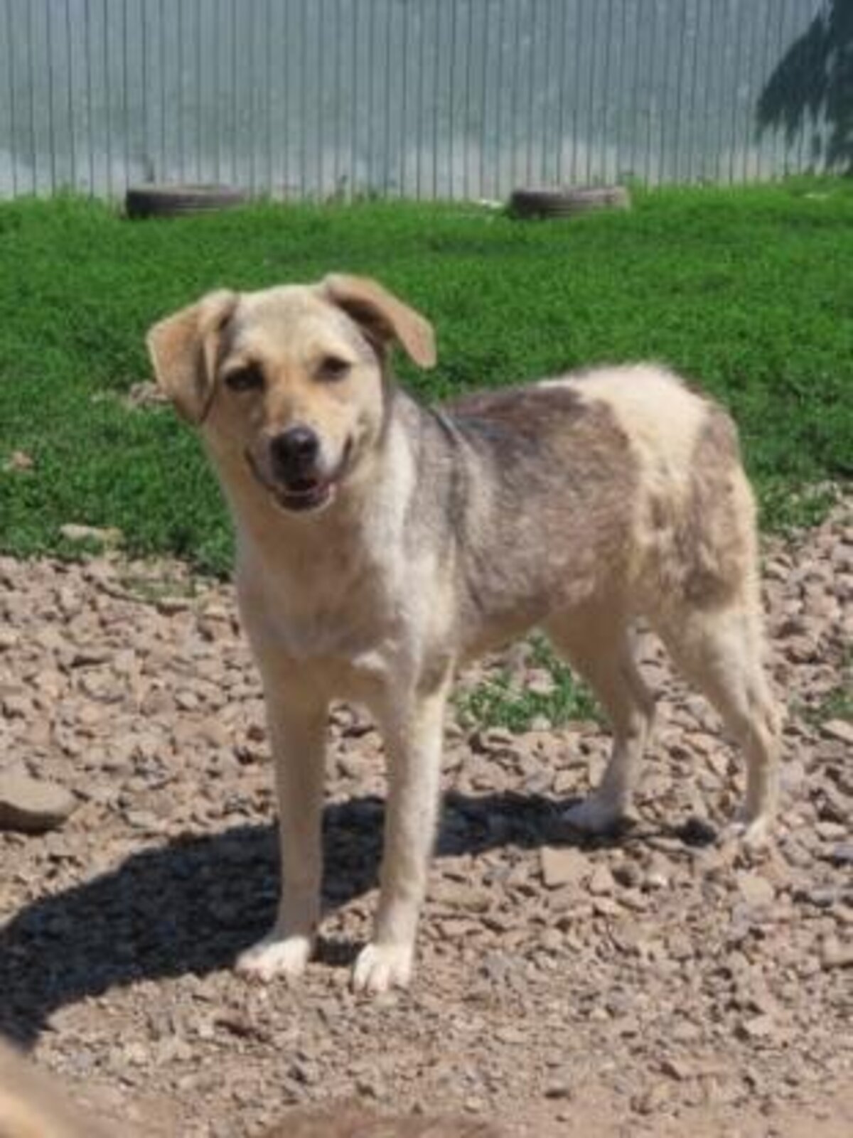 Adoption Apaloosa