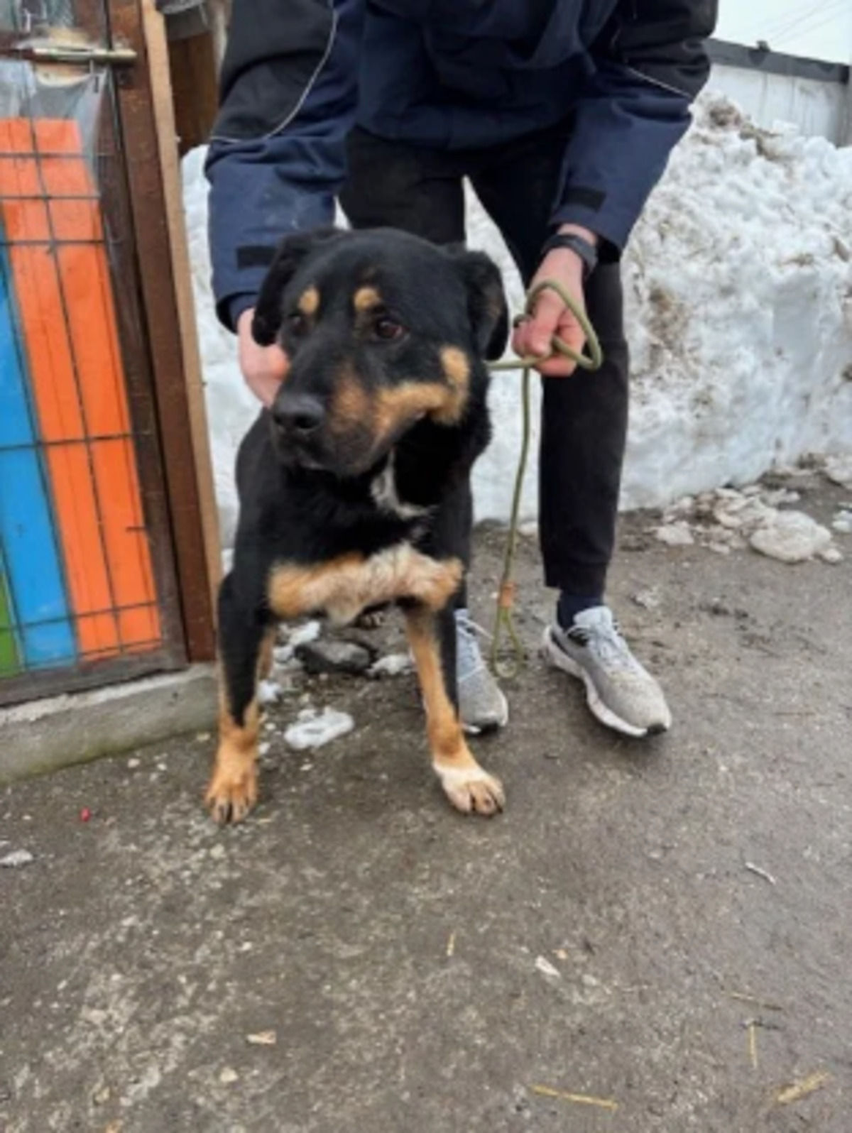 Adoption Apolo