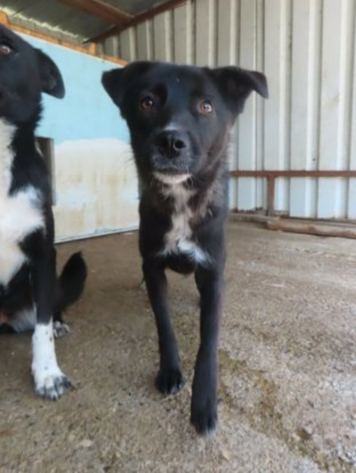 Adoption Aponia