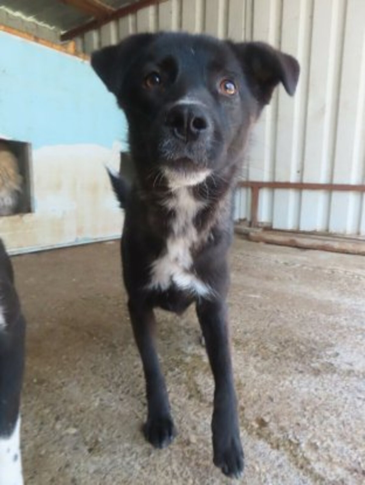 Adoption Aponia
