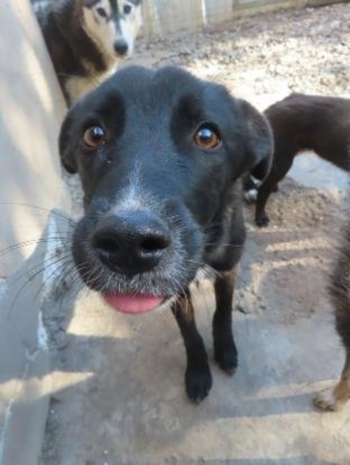 Adoption Aponia