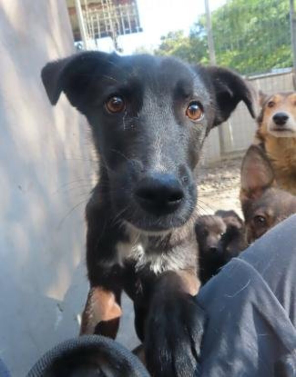 Adoption Aponia
