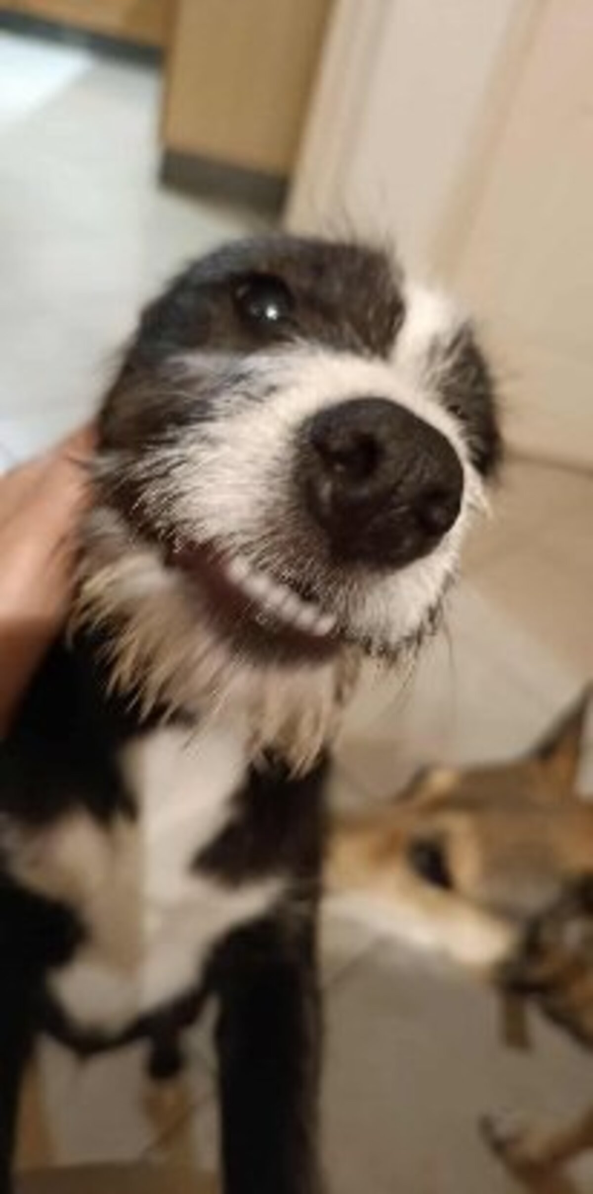 Adoption Appa