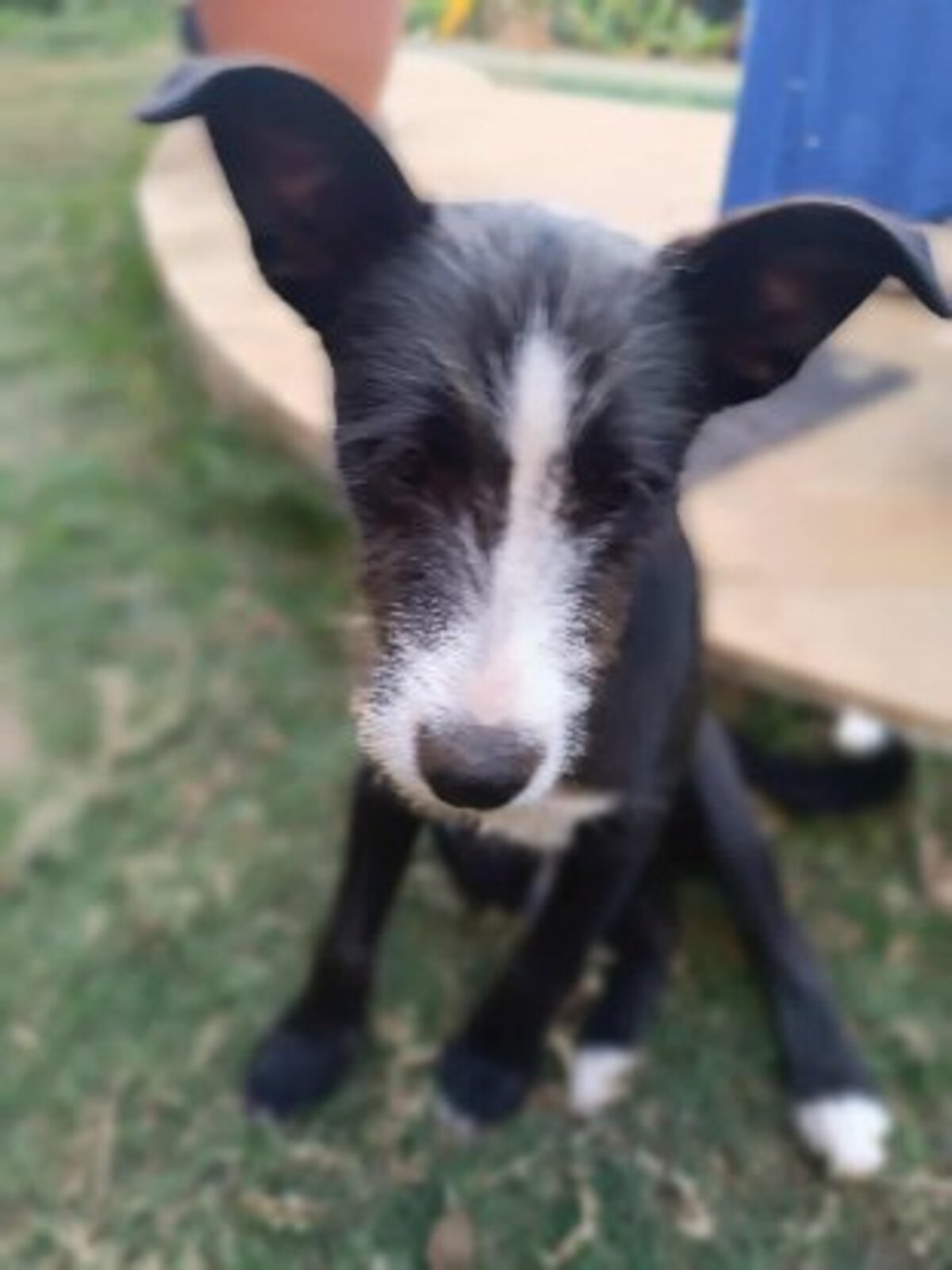 Adoption Appa