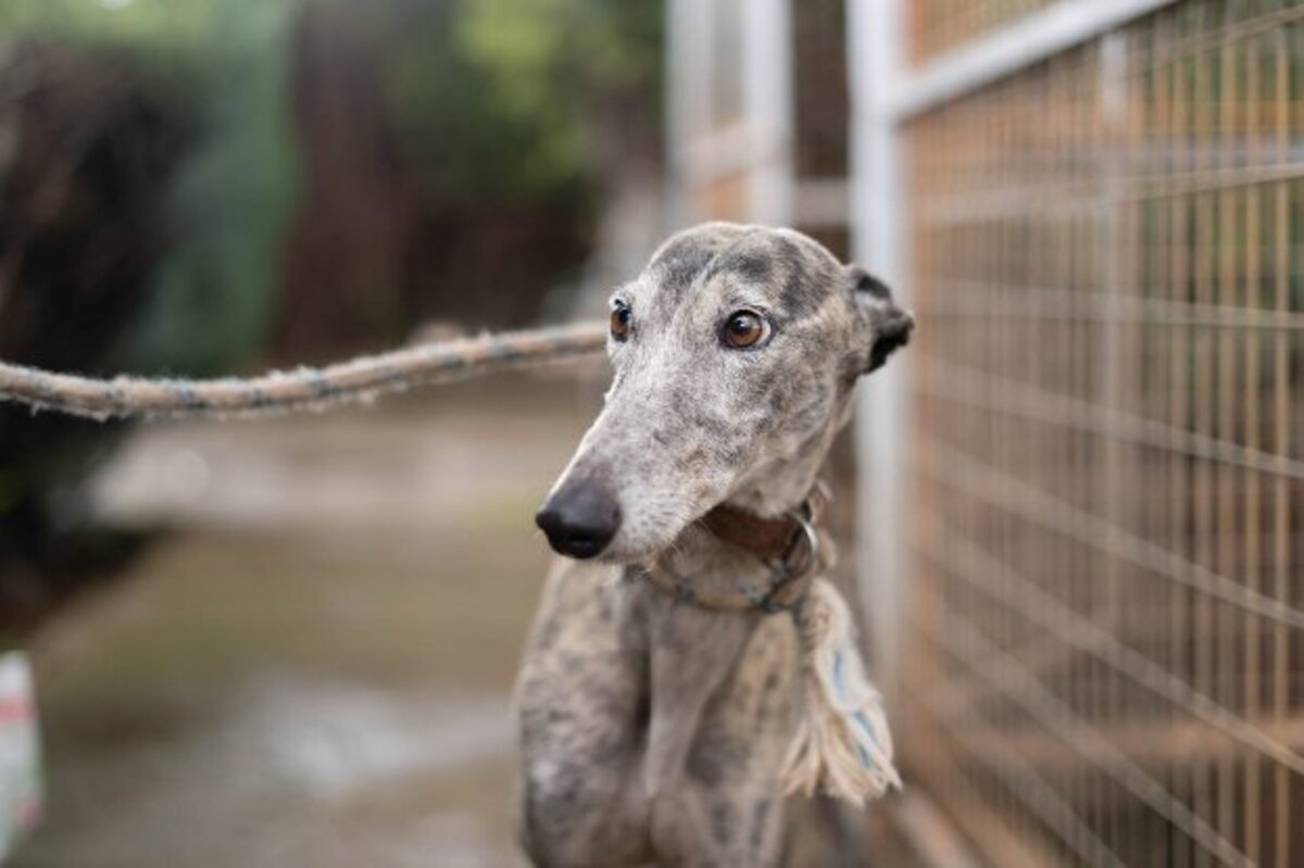 Adoption Argentina