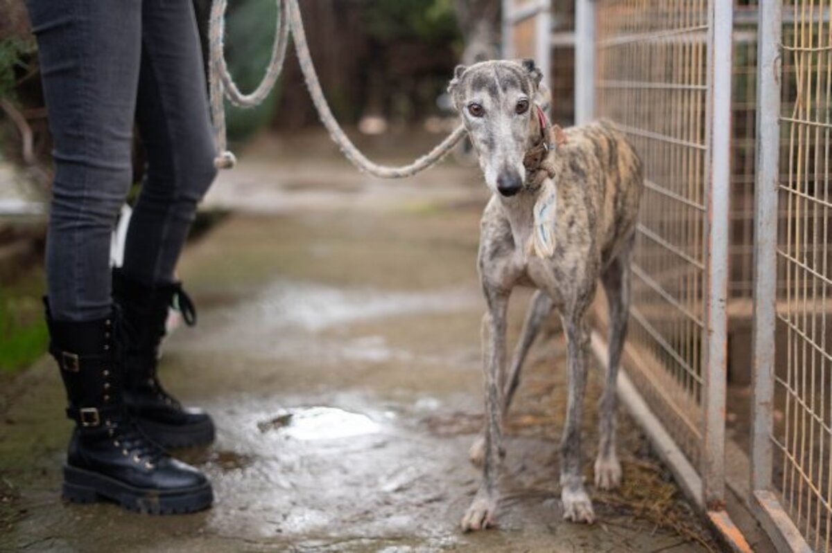 Adoption Argentina