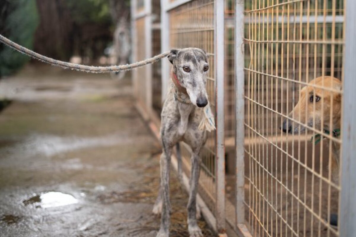Adoption Argentina