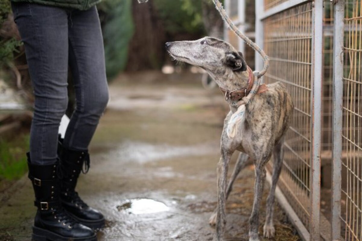 Adoption Argentina