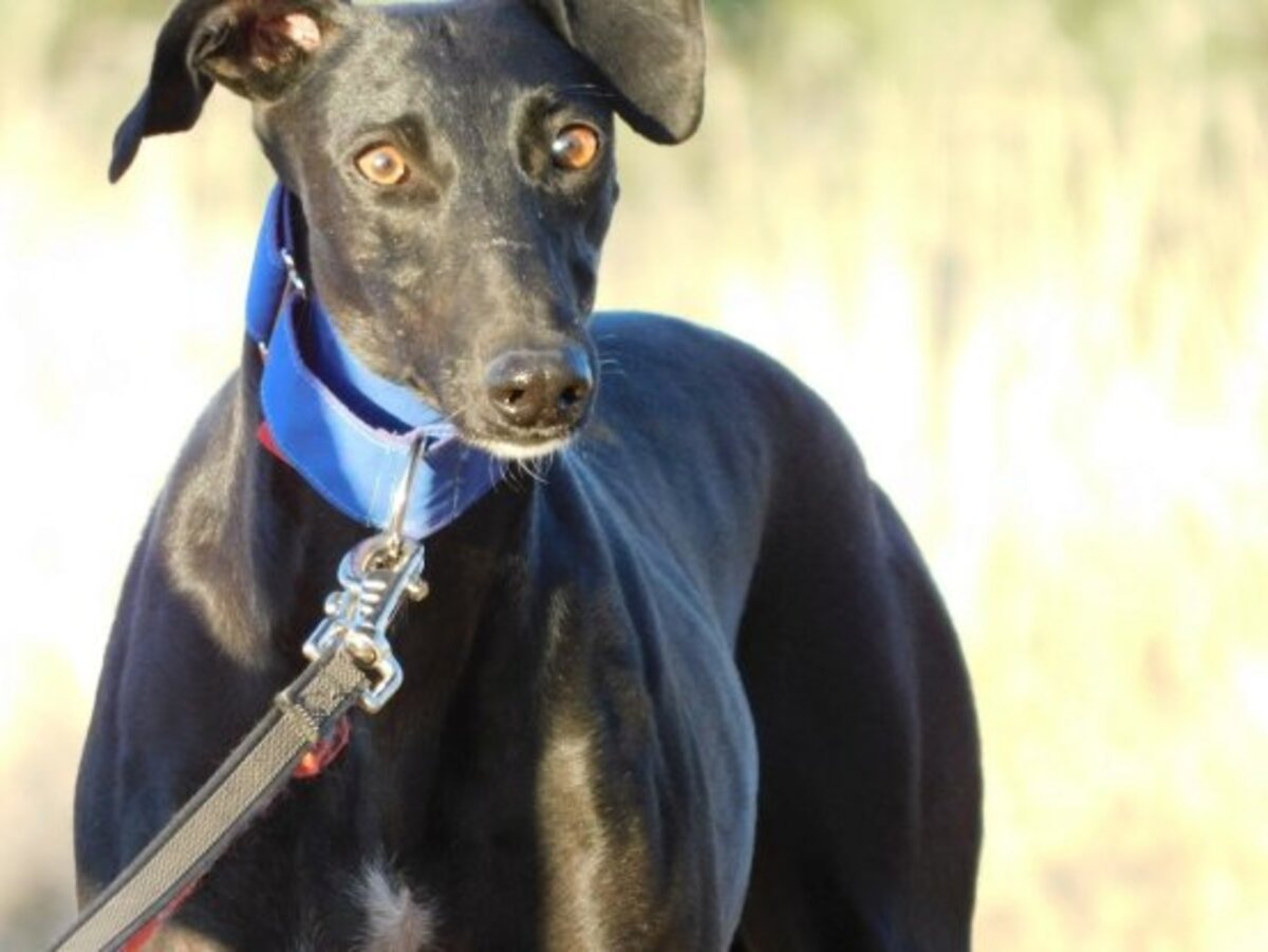 Adoption Arges