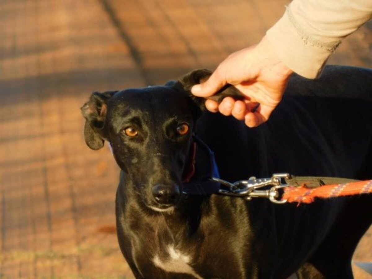 Adoption Arges