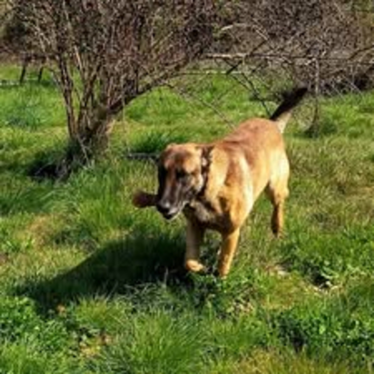 Adoption Argos