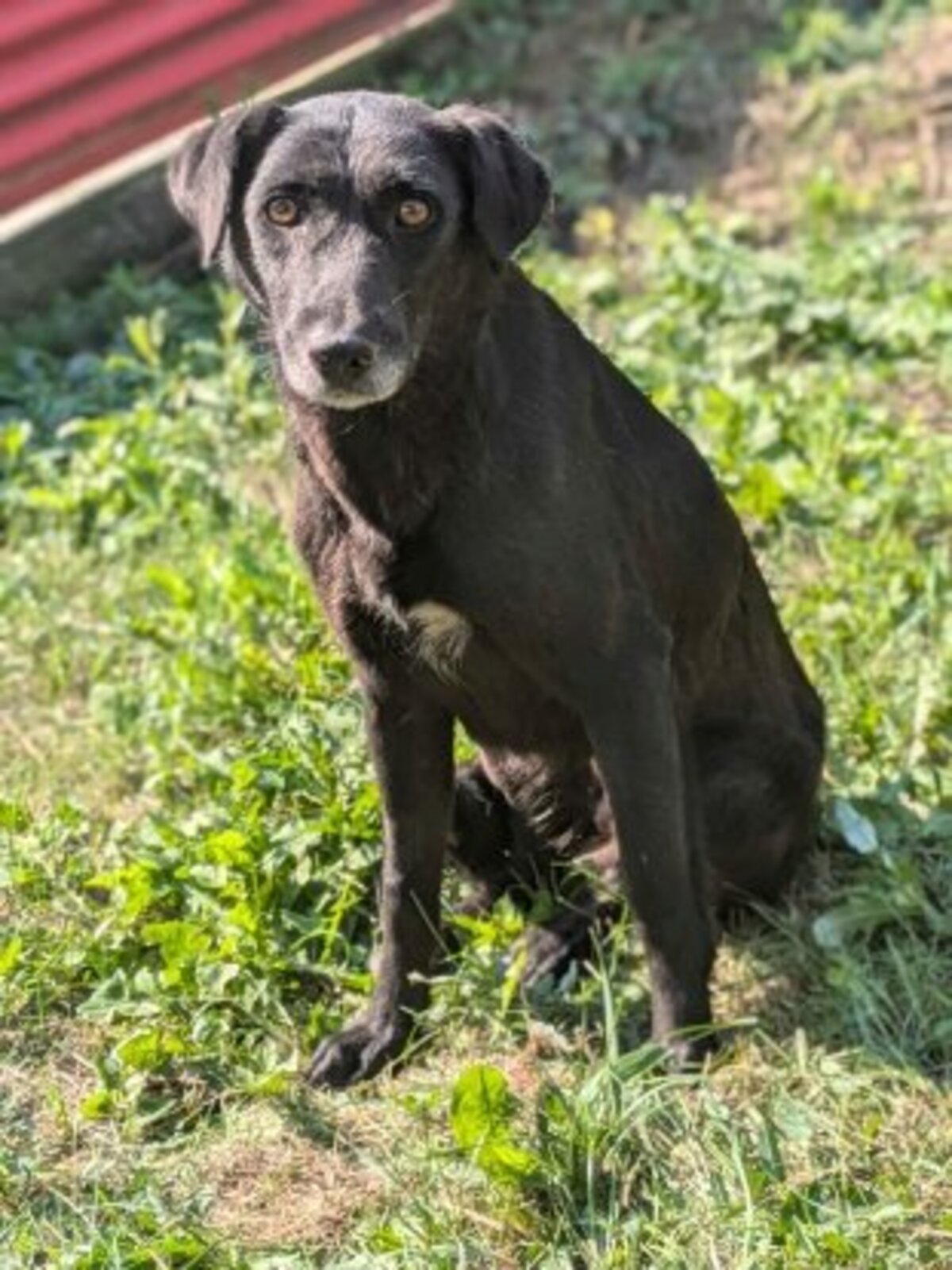 Adoption Ariel