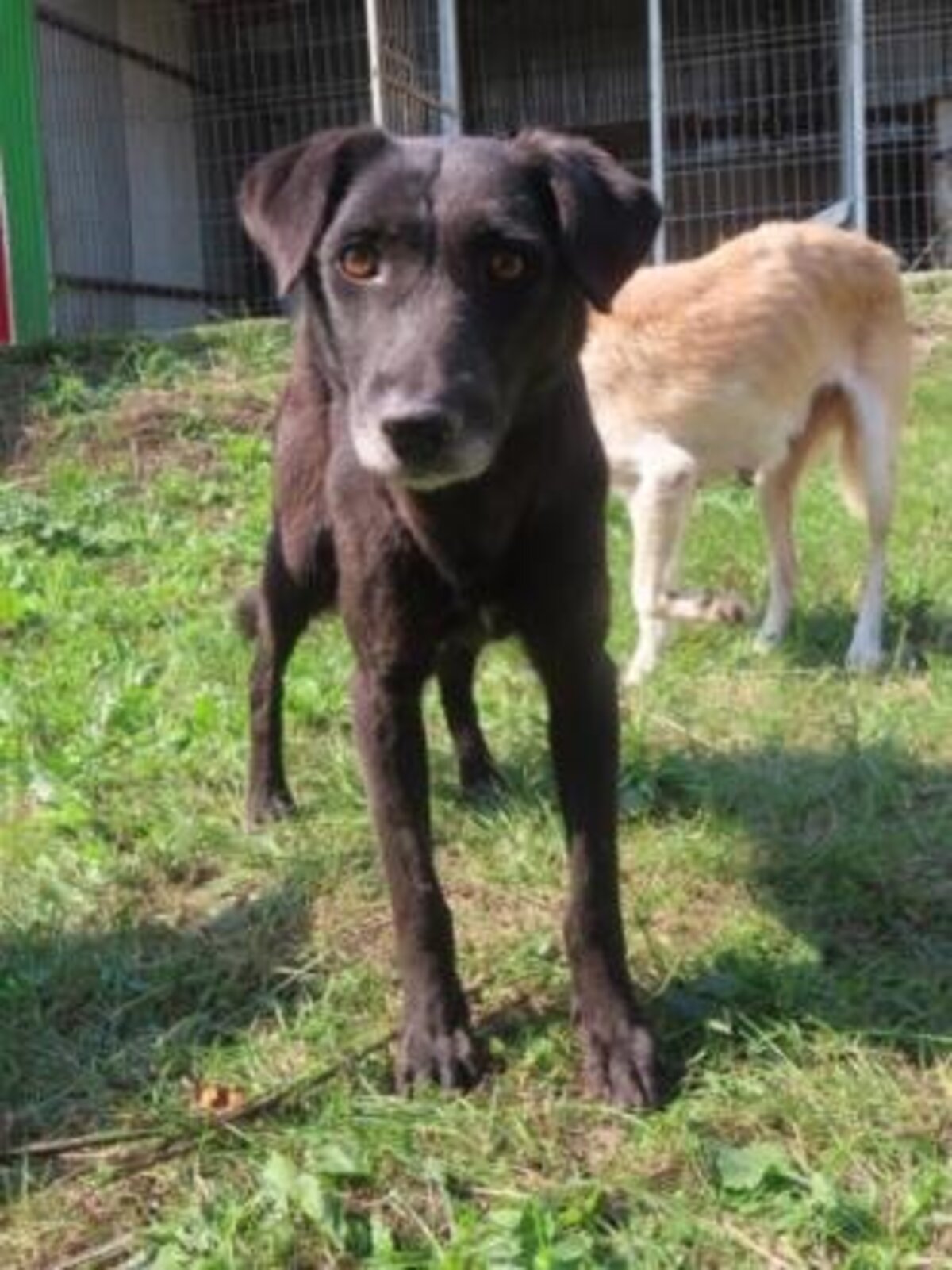 Adoption Ariel