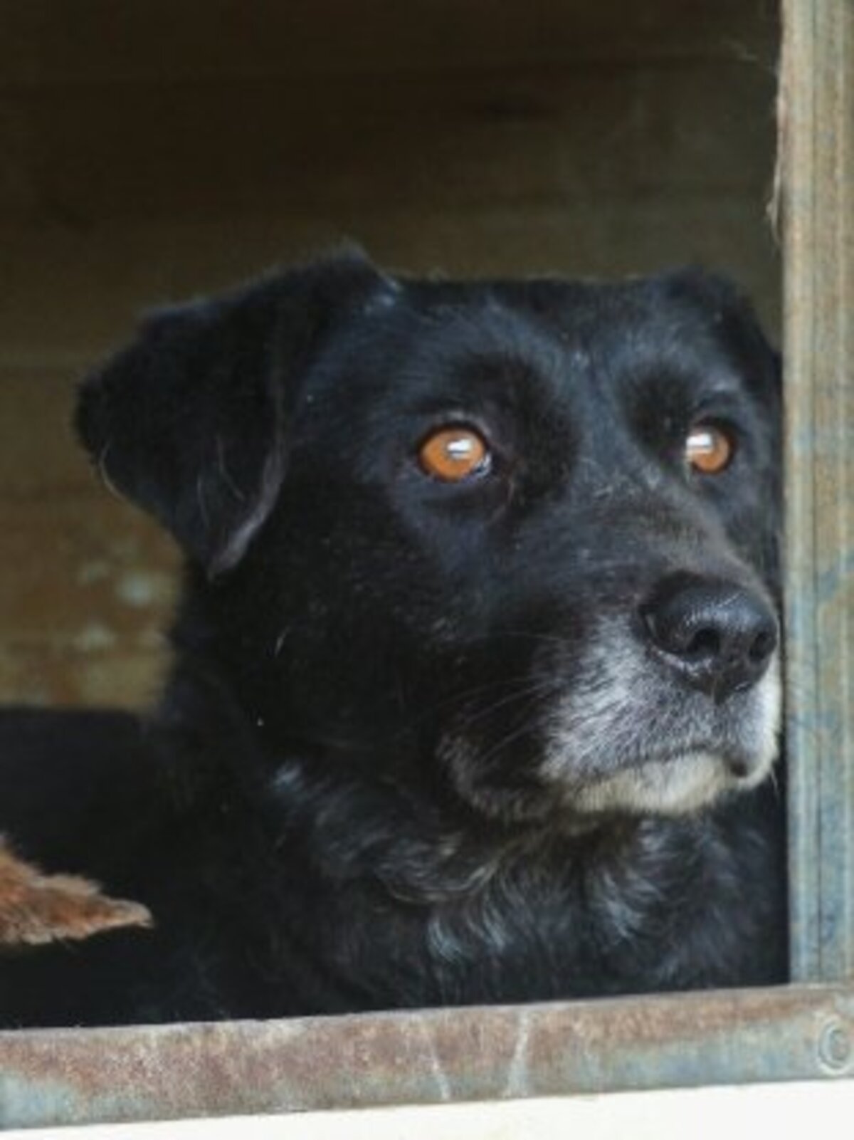 Adoption Ariel
