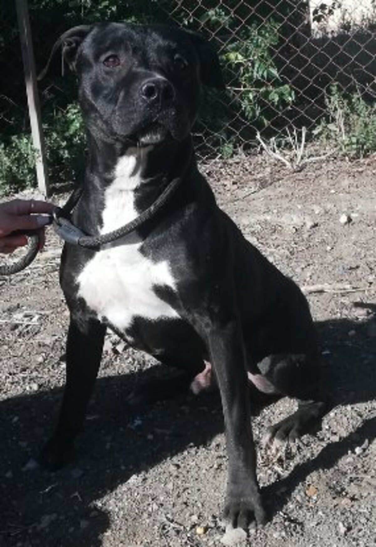 Adoption Aristote