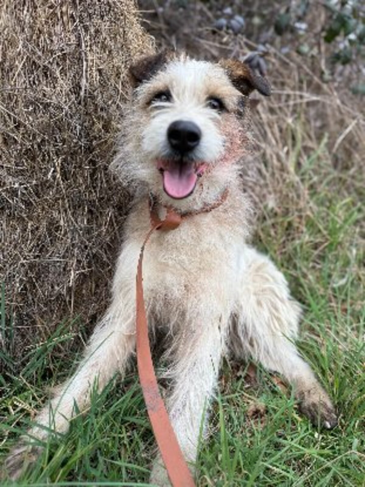 Adoption Ashley