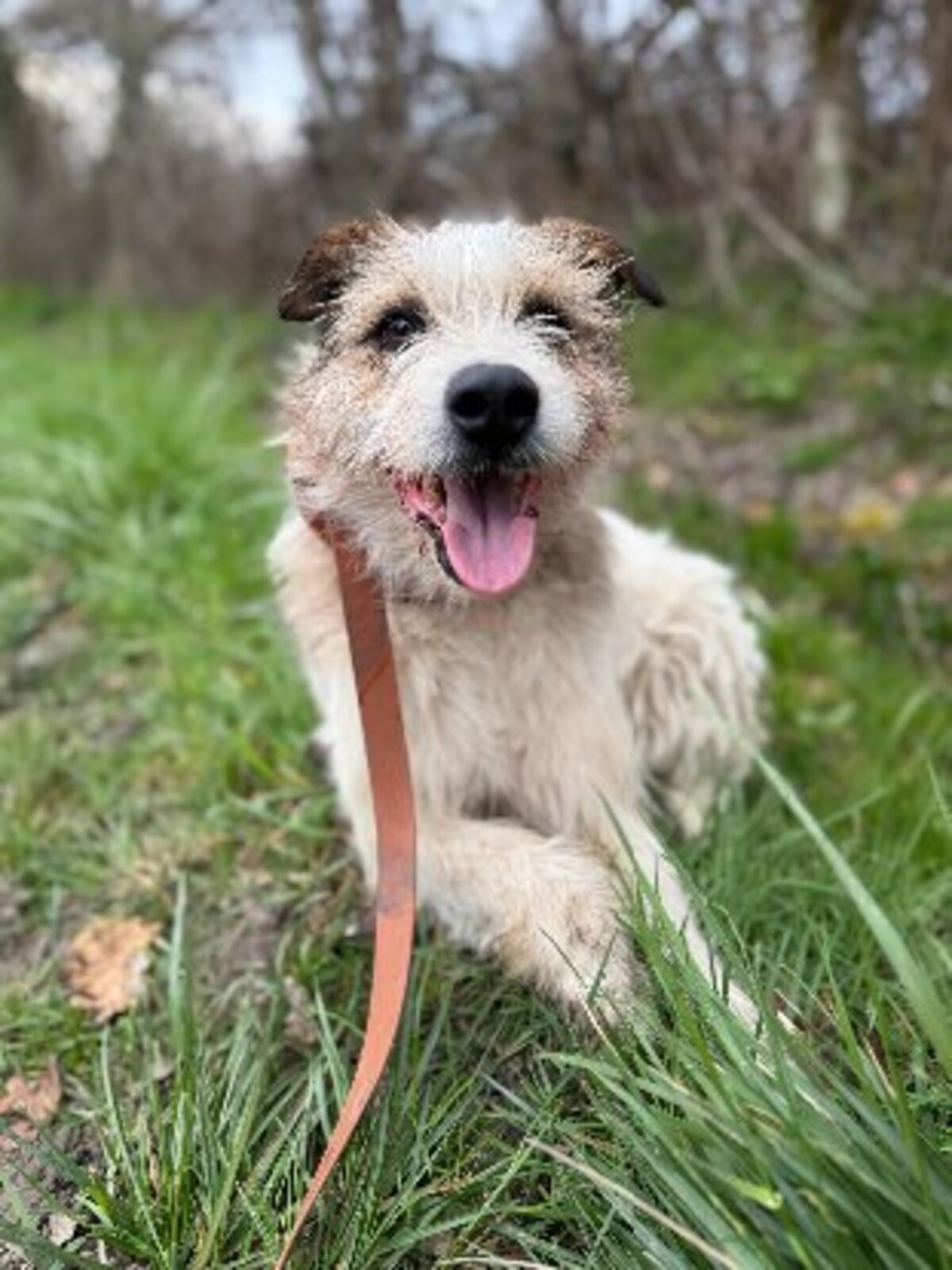 Adoption Ashley