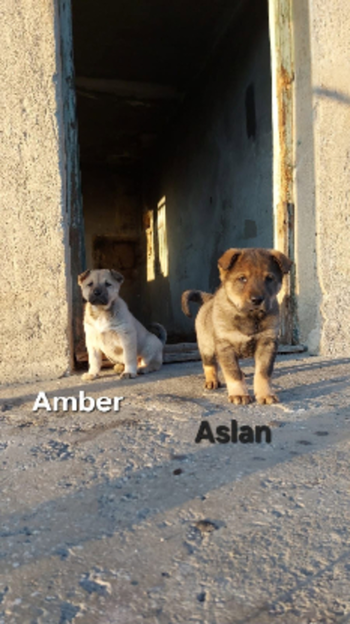Adoption Aslan