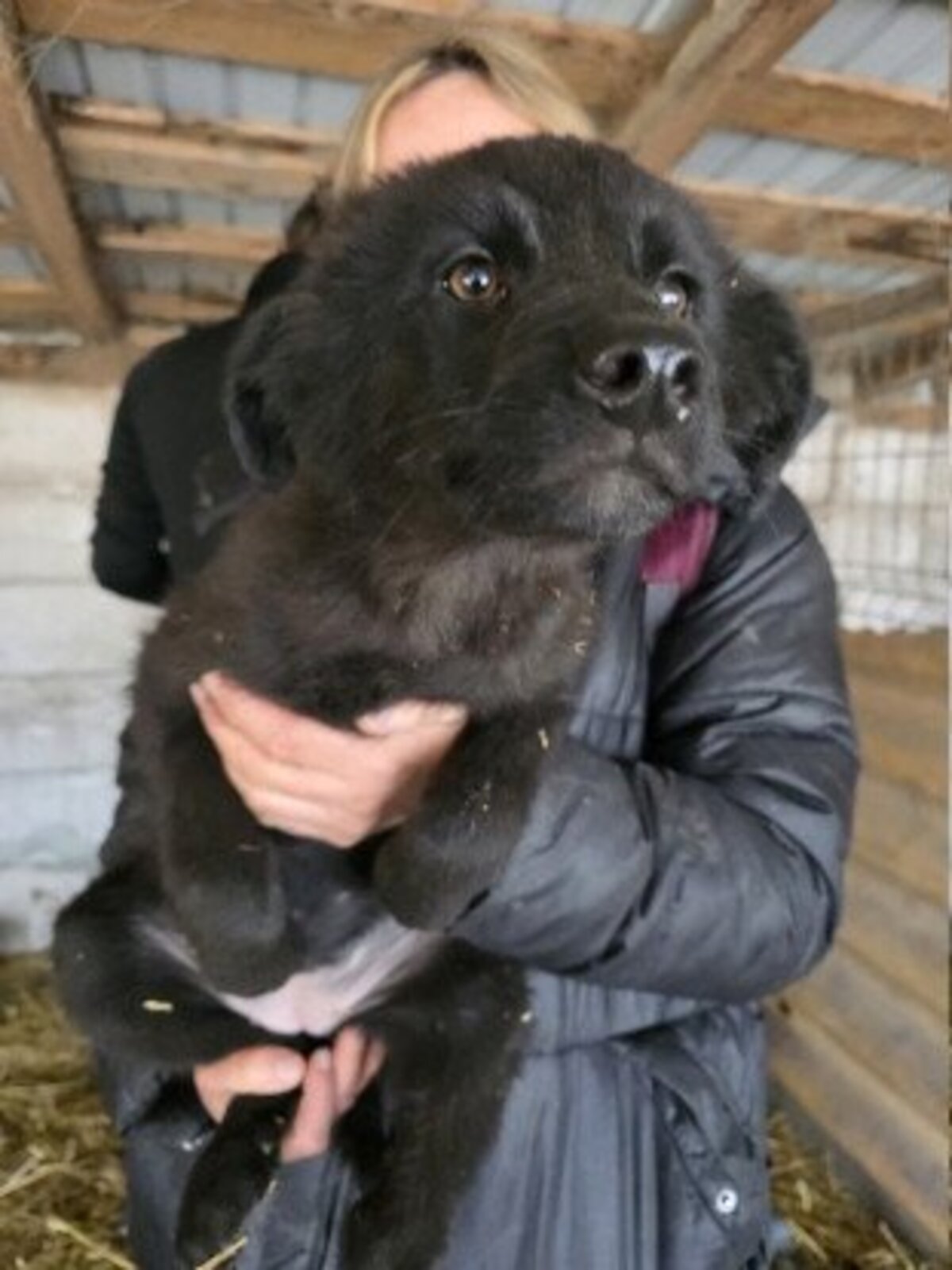 Adoption Assa