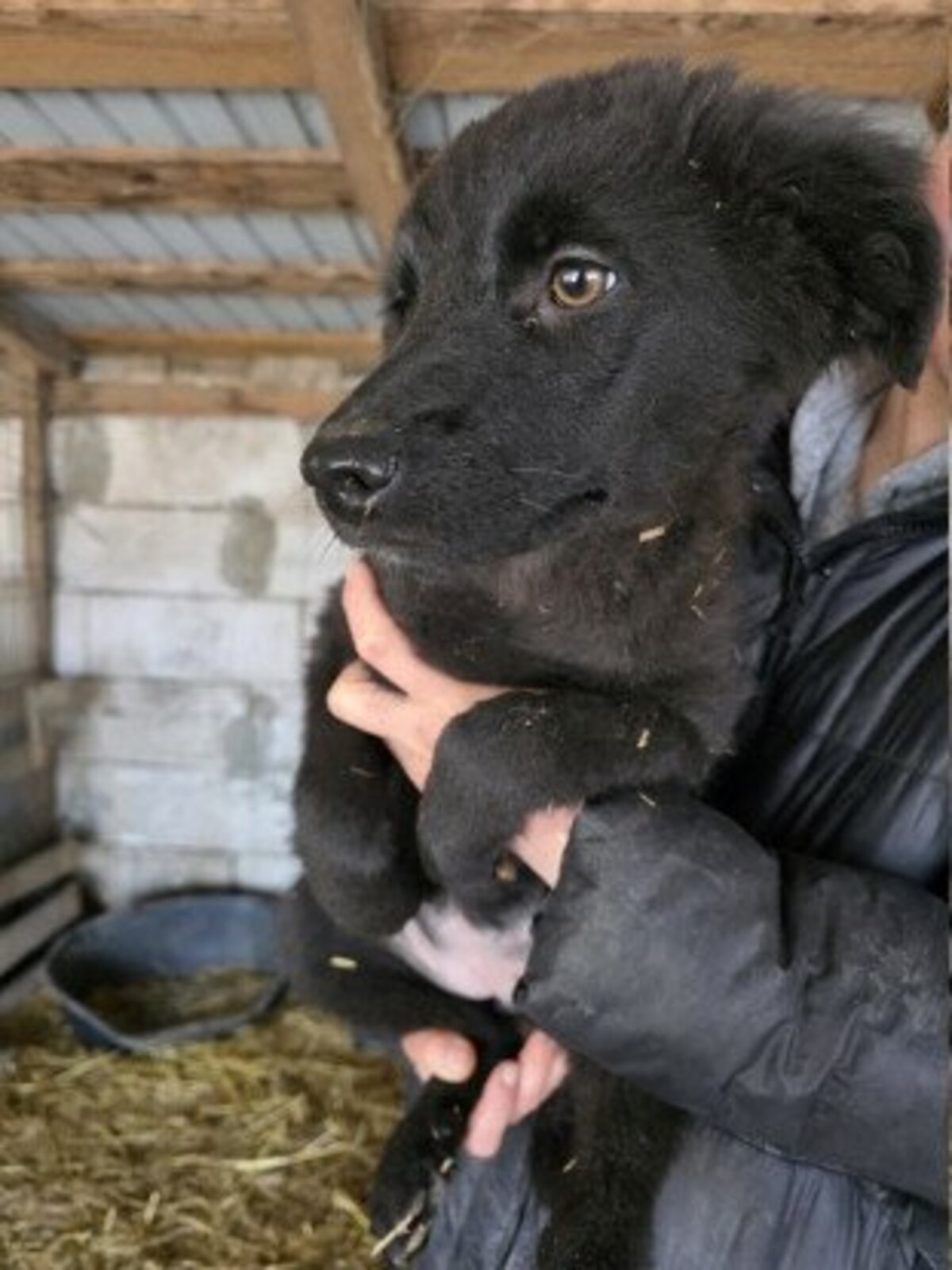 Adoption Assa