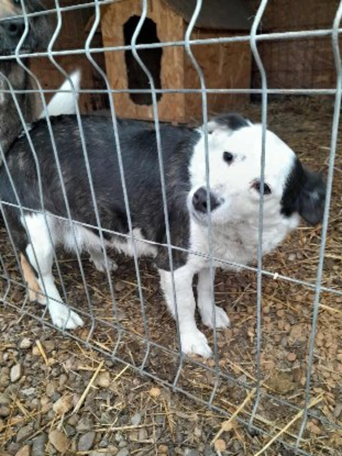 Adoption Athéna