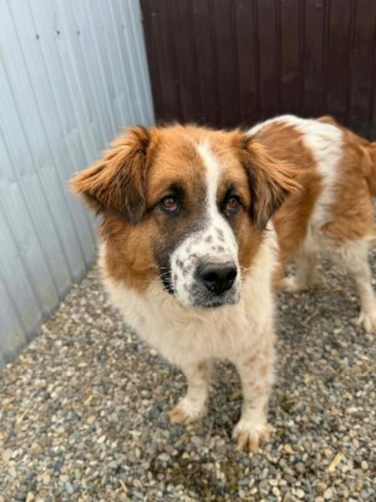Adoption Athena