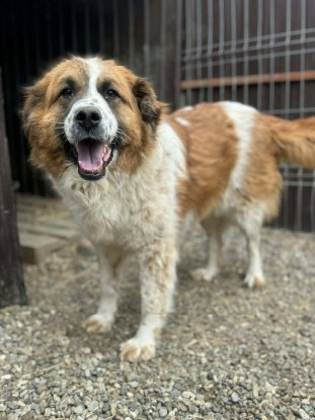 Adoption Athena