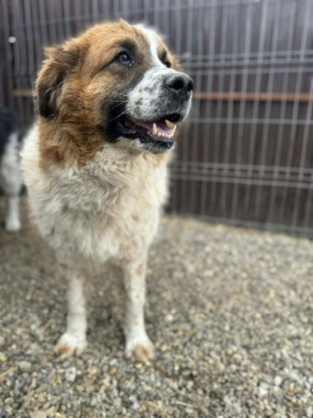 Adoption Athena