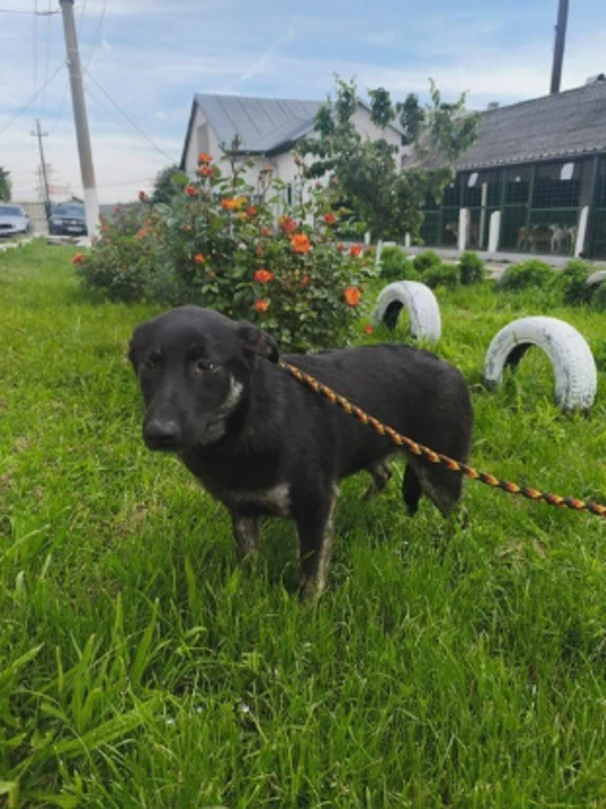 Adoption Athéna