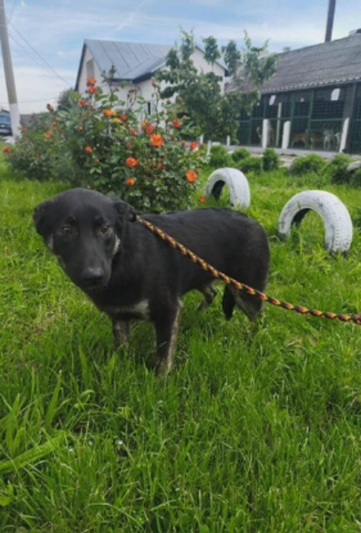 Adoption Athéna