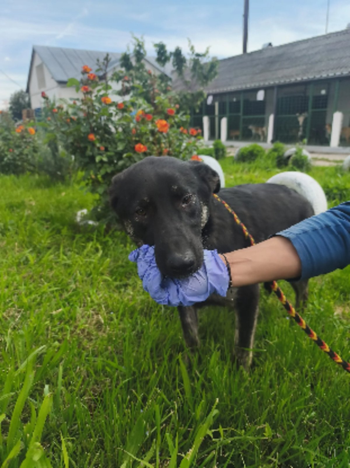 Adoption Athéna