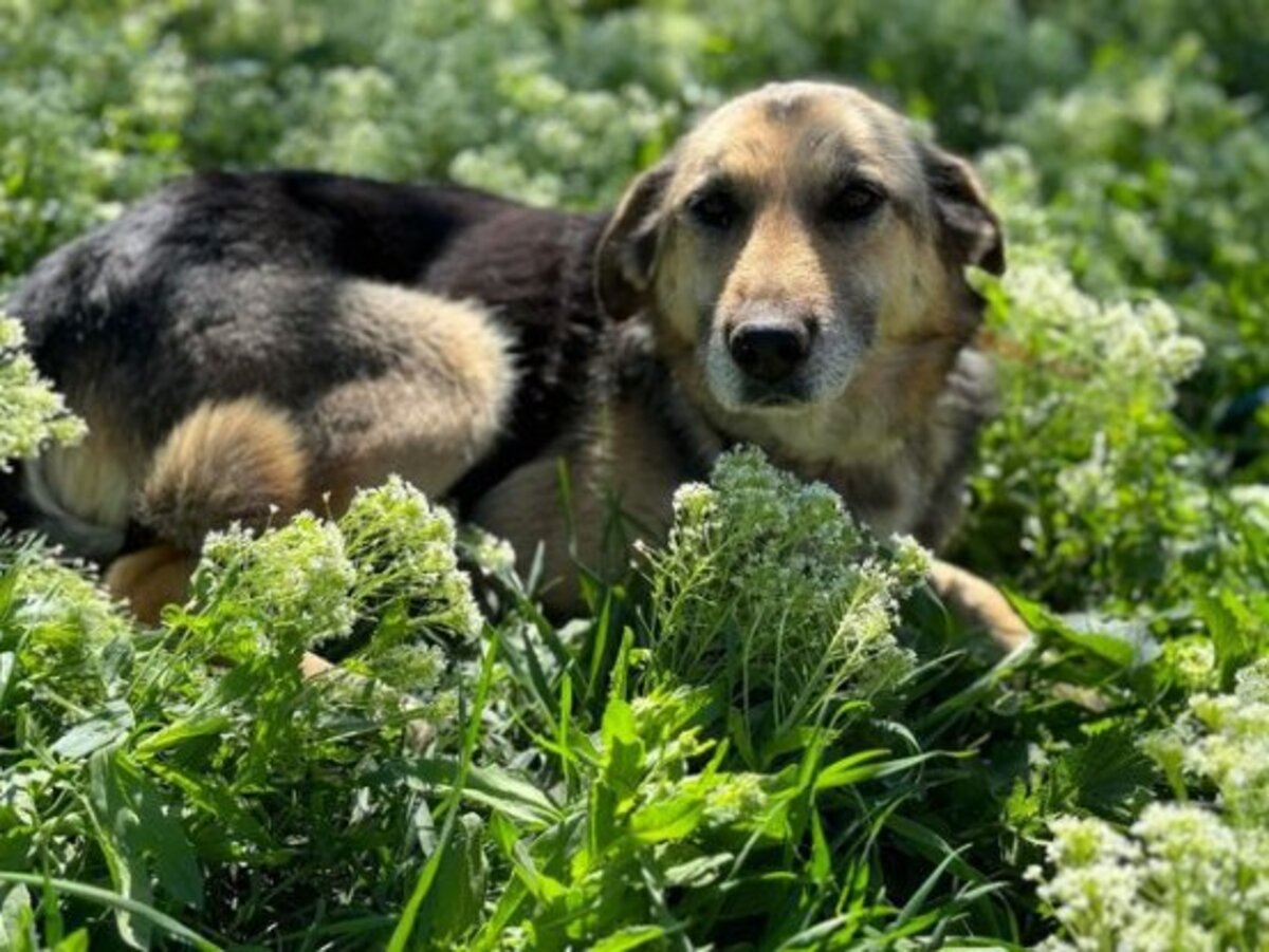 Adoption Athénaa