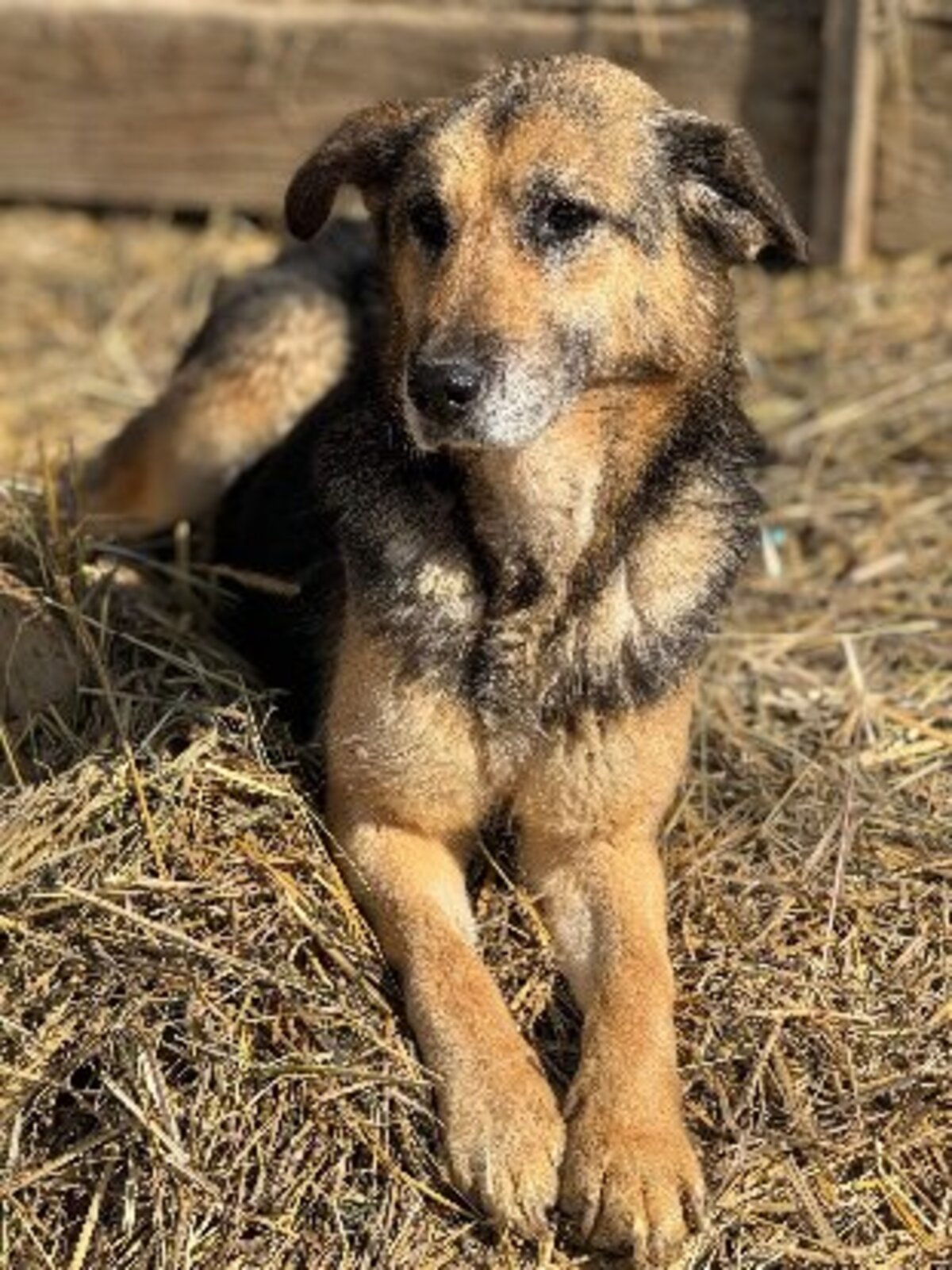 Adoption Athénaa