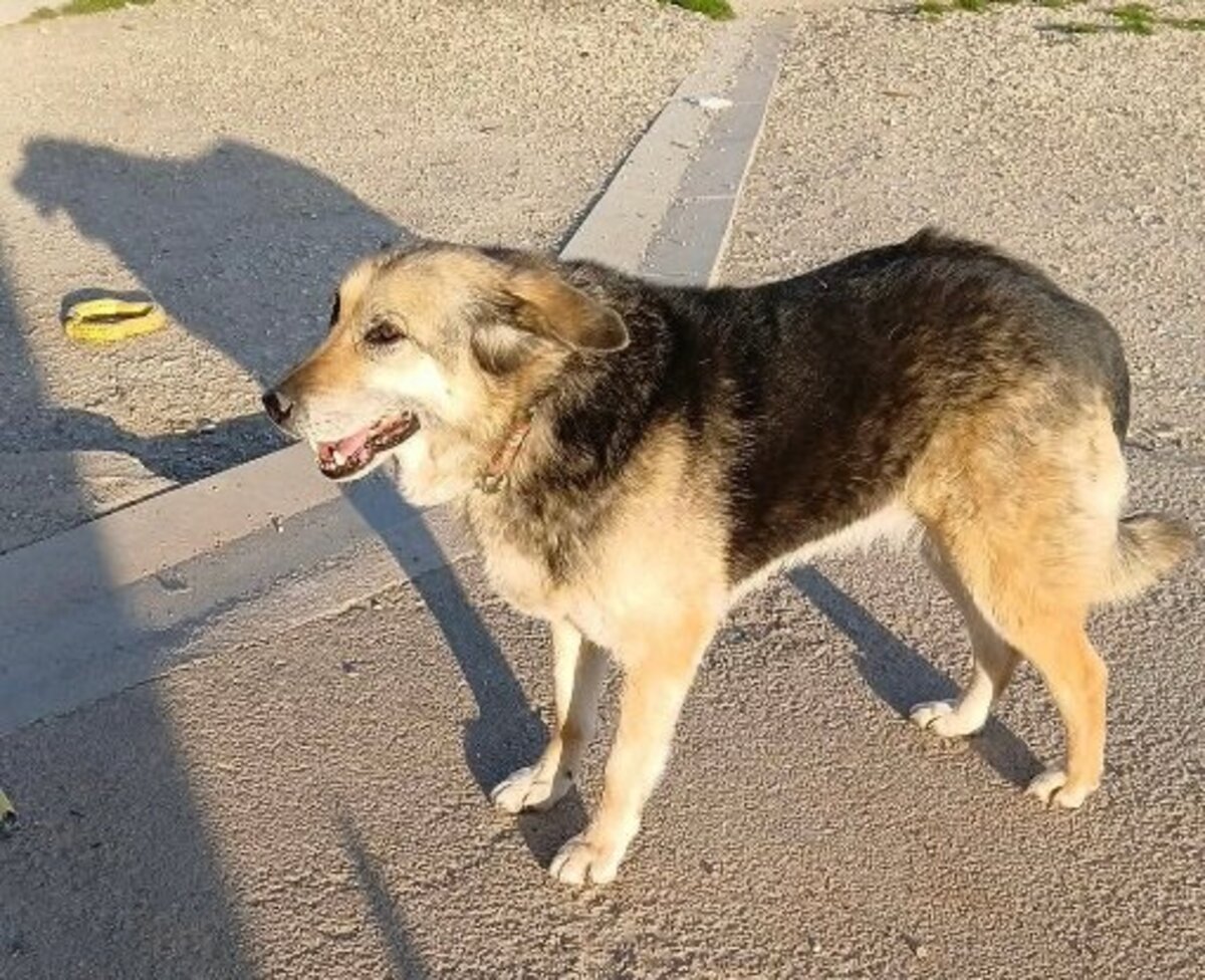 Adoption Athénaa