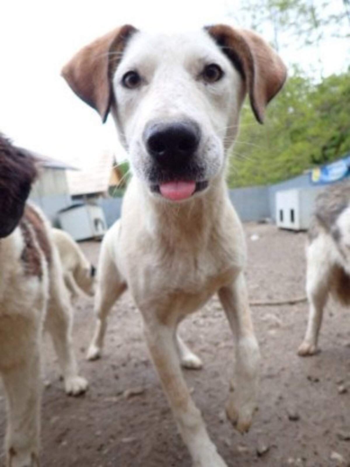 Adoption Athos