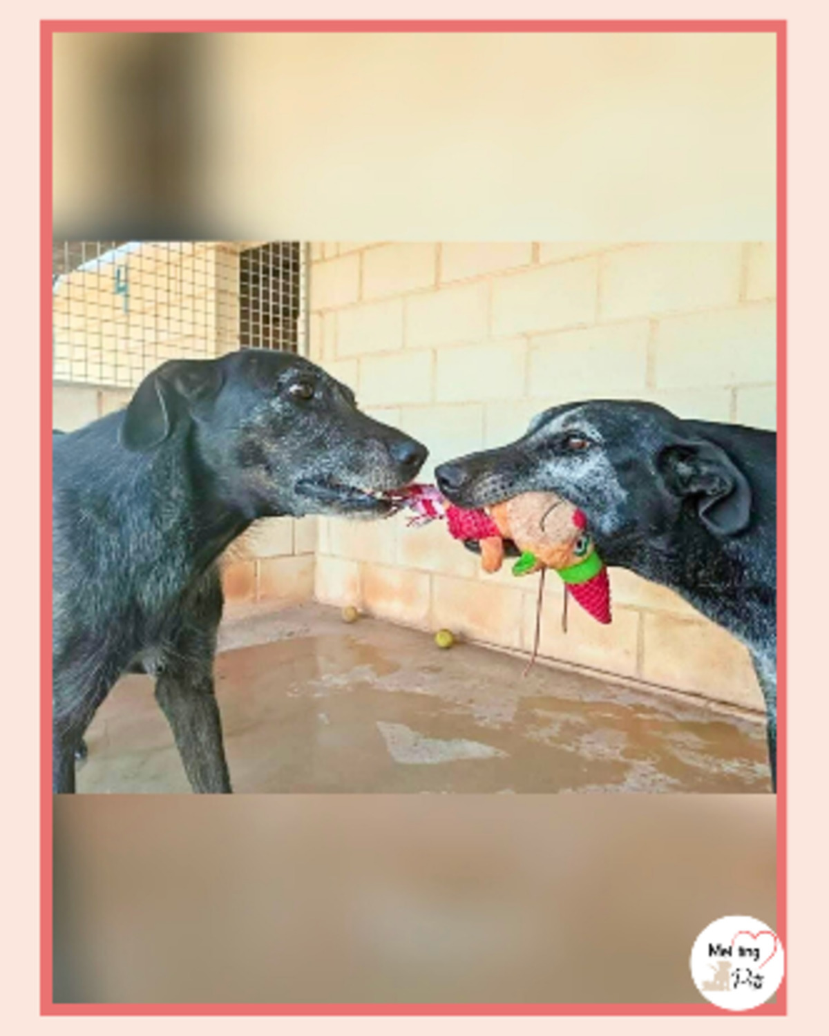 Adoption Atila