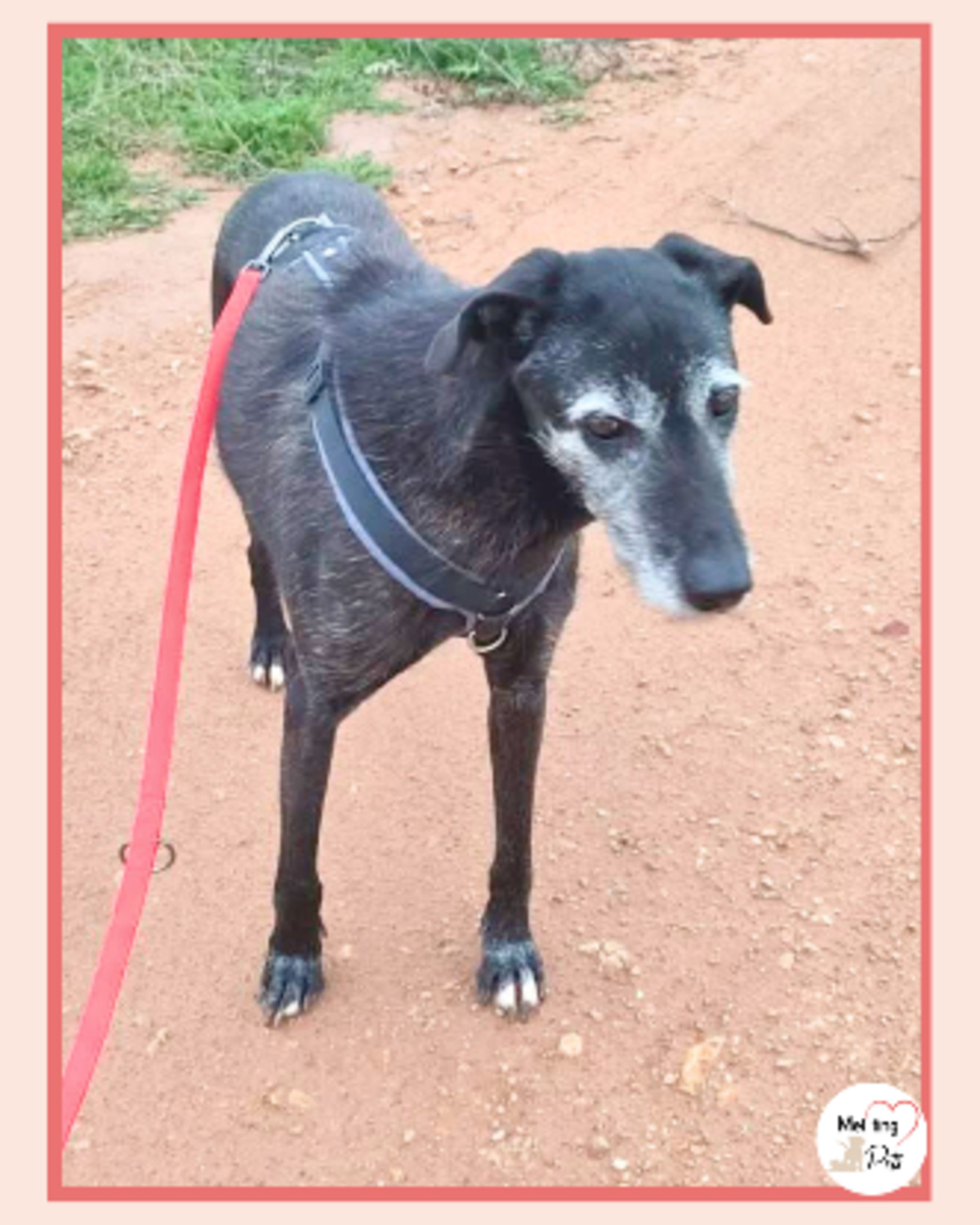 Adoption Atila