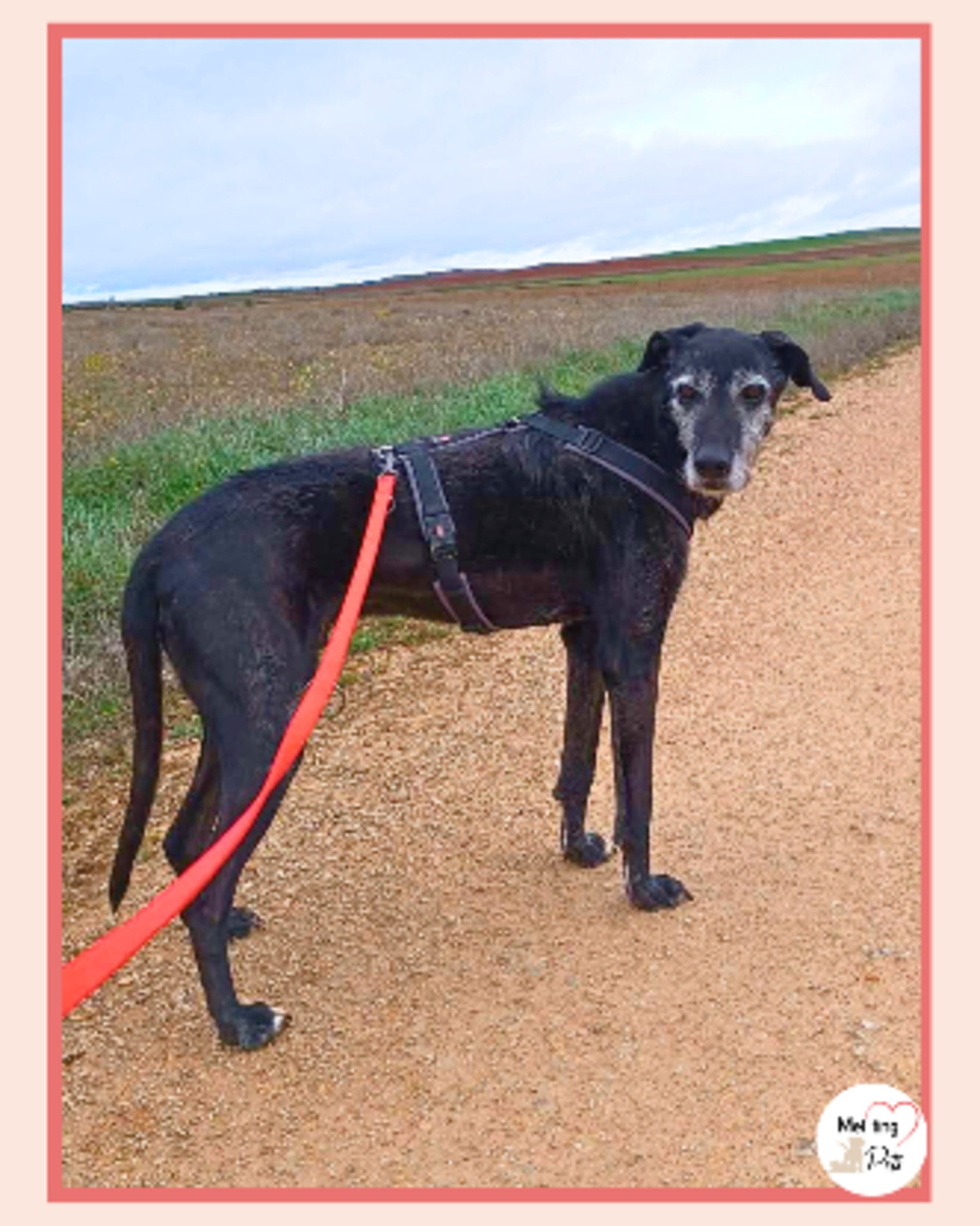 Adoption Atila