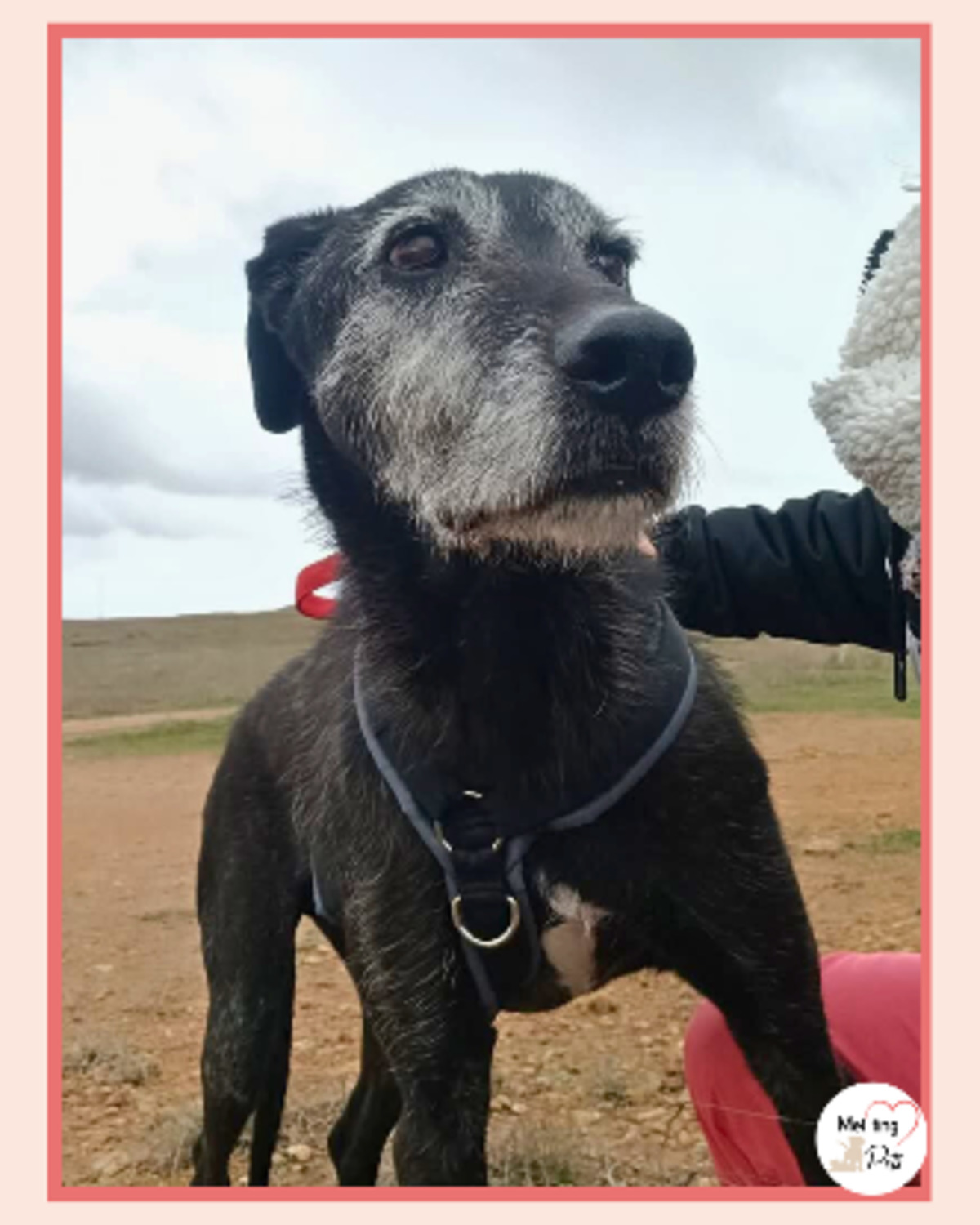 Adoption Atila