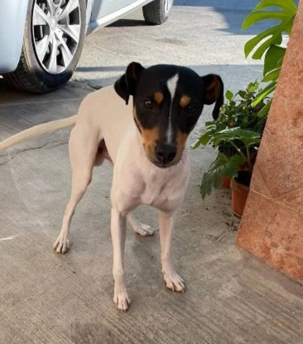 Adoption Atila