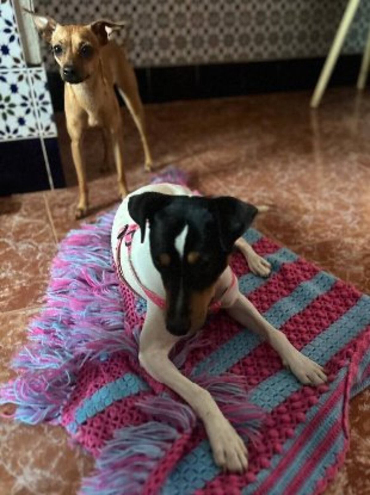 Adoption Atila