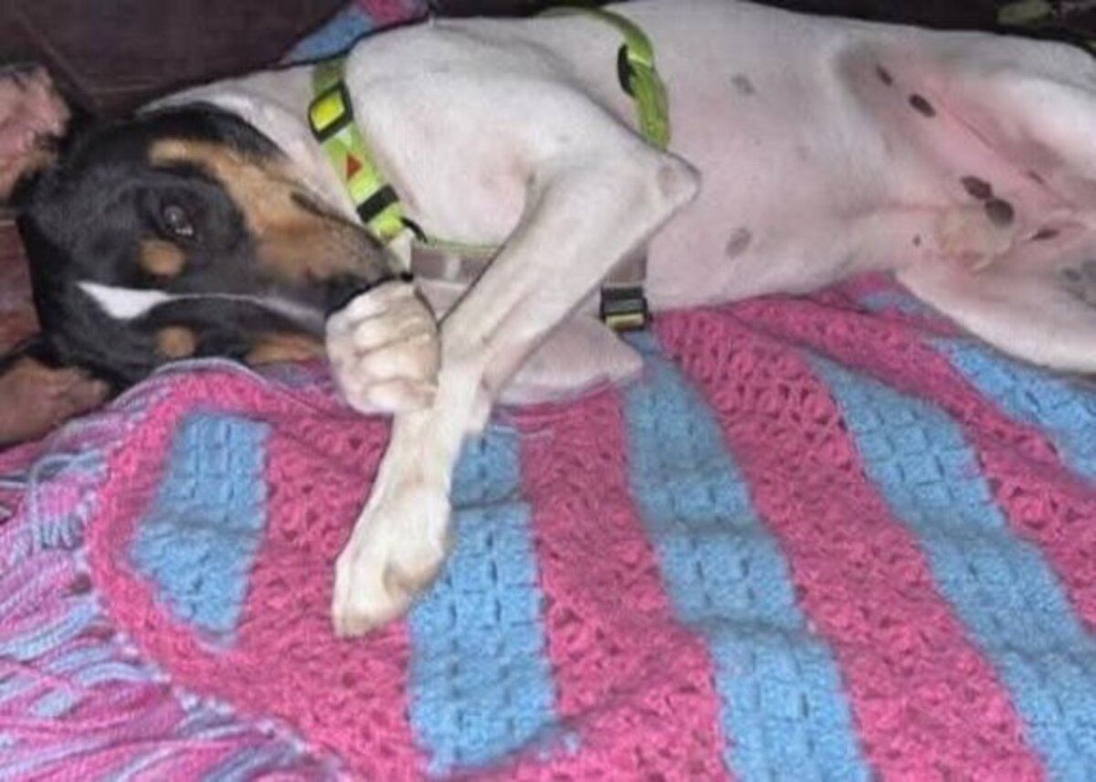 Adoption Atila