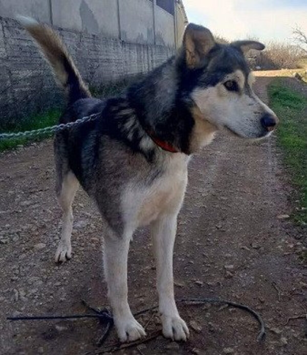 Adoption Atlas
